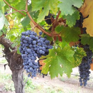 Discover Chilean Wine