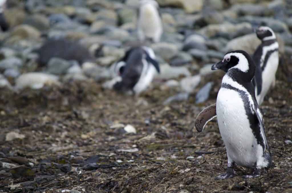 Coastal Patagonia - Penguins