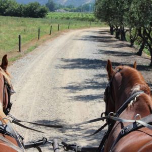 Wine and Dine tour Colchagua