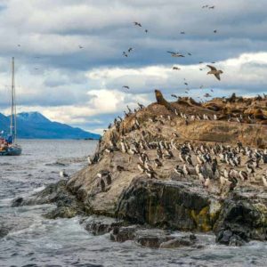 Birdwatching Chiloé
