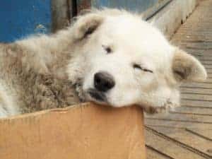 Chilean Street Dog