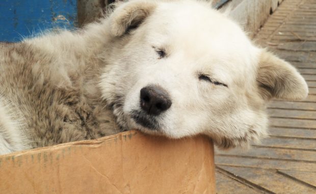 Chilean Stray Dog