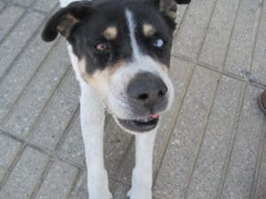 Chilean Street Dog