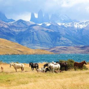 Patagonia Horses
