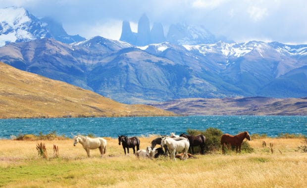 Patagonia Horses