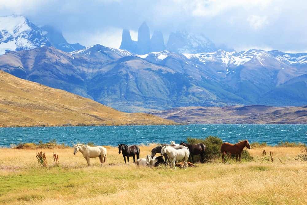 Patagonia Horses