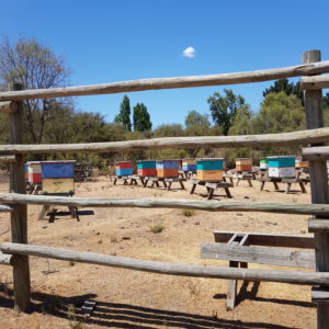 Bee hives Santiago Farm Tour