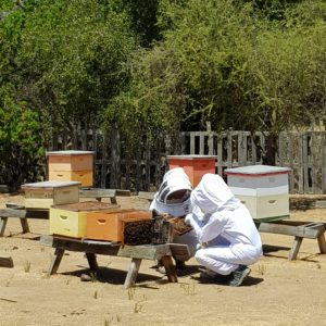 Bee hives Chile Farm Tour