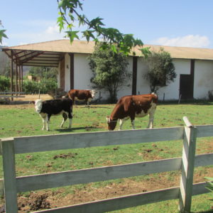 Farm Tour Chile