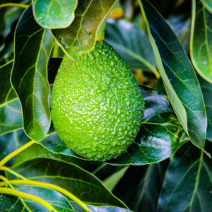 Palta avocado Chile