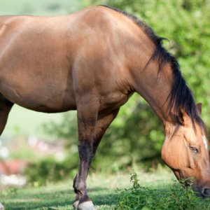 Criollo Horse Chile