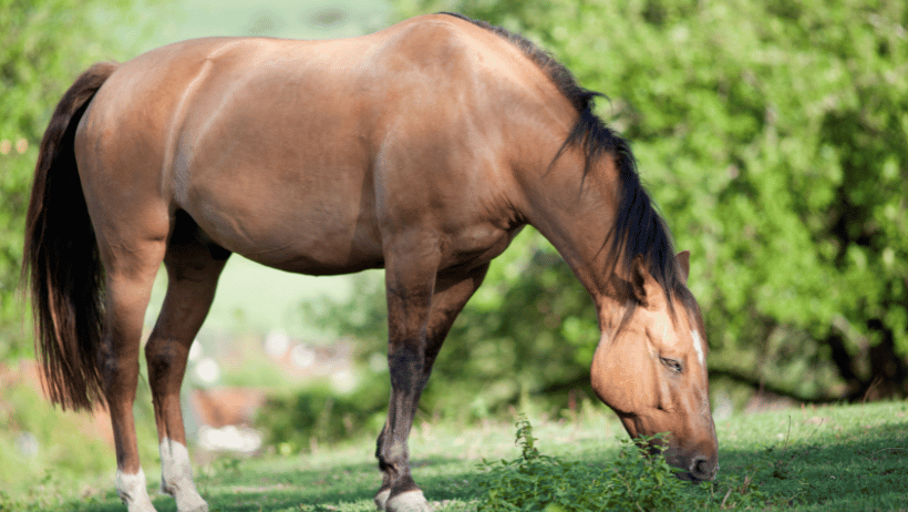 Criollo Horse Chile Breeding