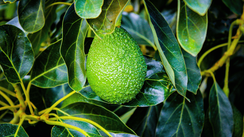 Avocado Palta Chile