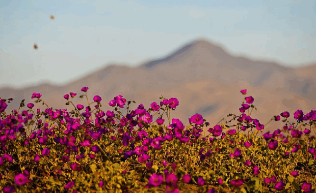 Desierto Florido