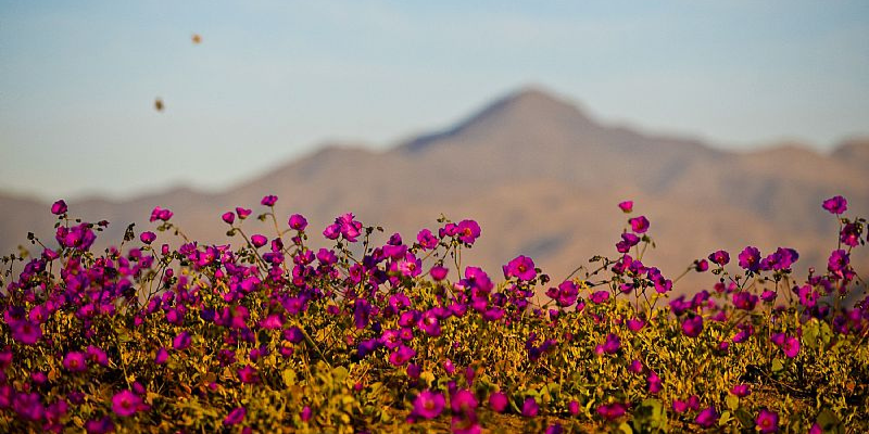 Desierto Florido