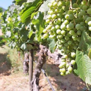 Wine tasting at Von Siebenthal winery, Chile
