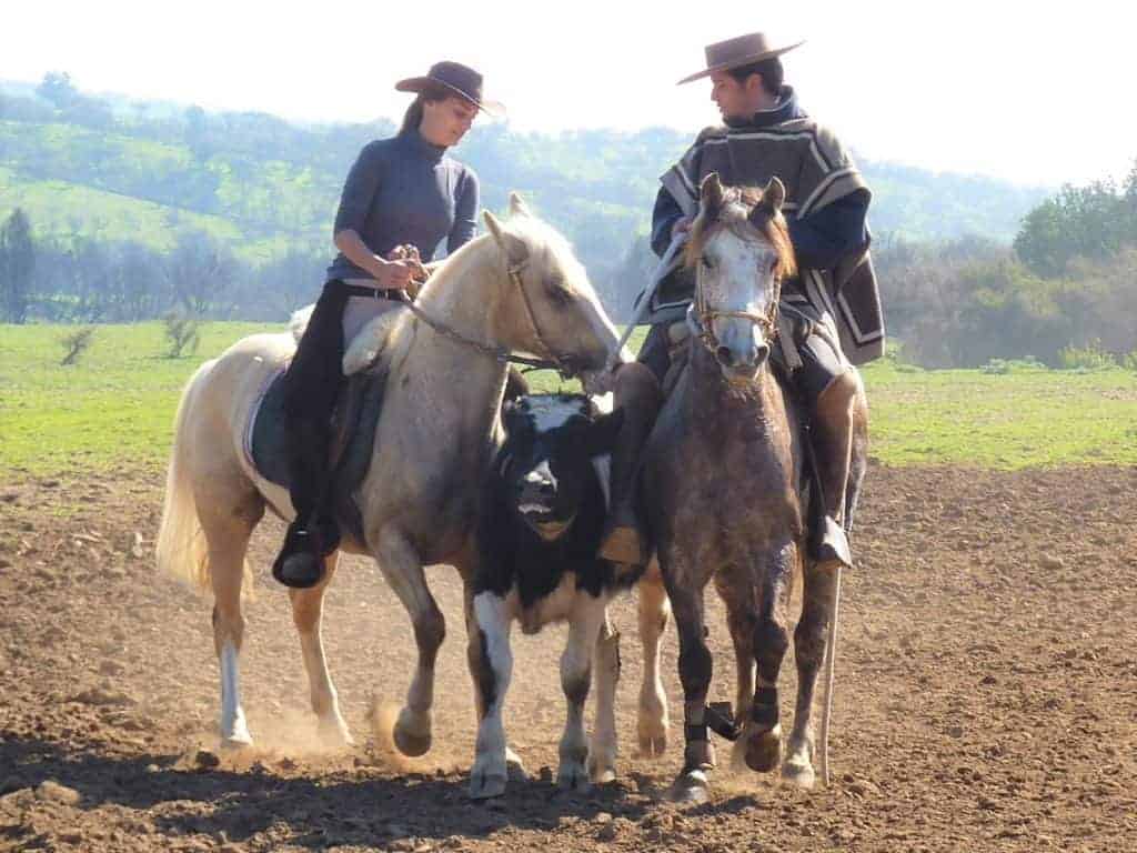 Suzanne of Chile Off Track learning Chilean rodeo