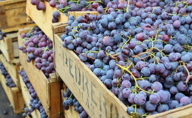 Wineries Chile