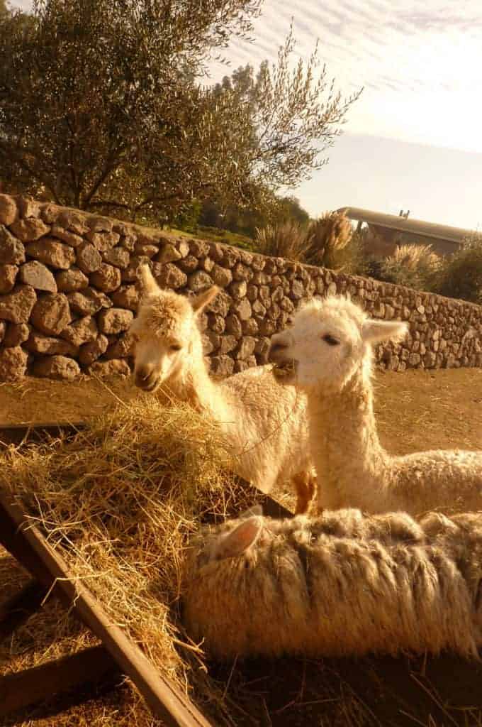 Alpacas at Emiliana Winery