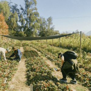 Farm & Spa Retreat – outdoor spaces