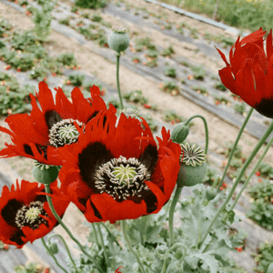 Poppies in the Chilean countryside