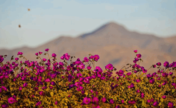 Desierto Florido