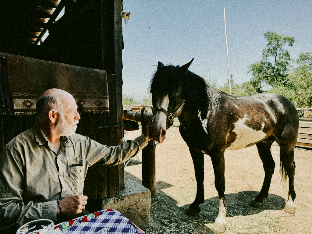 Chilean horses on a horseback riding trip, December 2023